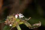 Woodland false buttonweed